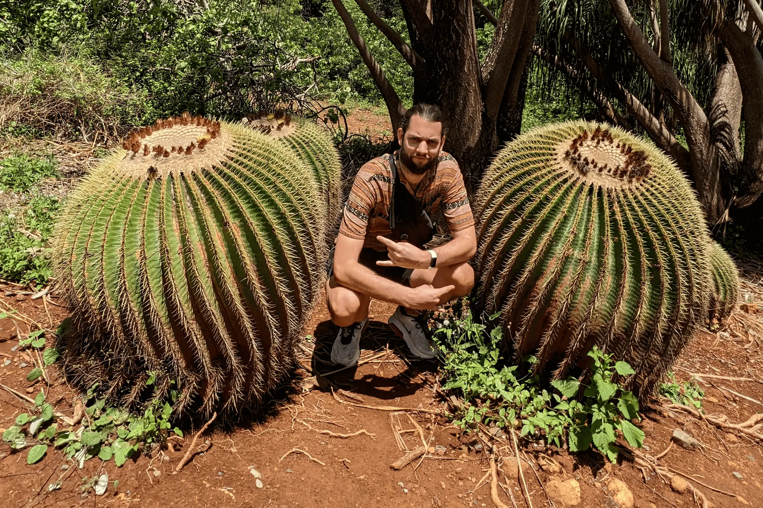 Photo of Moritz croching between two large Echinocactus grusonii specimen in Koko Crater Botanical Garden, Hawaii